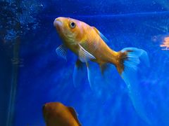 -蜀锦堂·川味现炒(襄阳武商汇店)