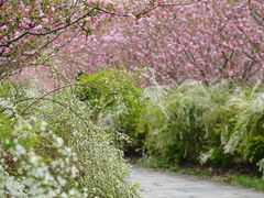 -上海共青森林公园