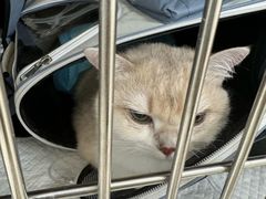 -美联众合动物医院·24h京西诊疗中心