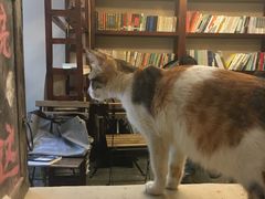 猫咪-看书吧(体育东横路店)