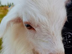 -敕勒川草原文化旅游区