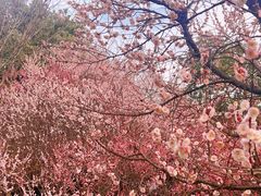 -南京古林公园