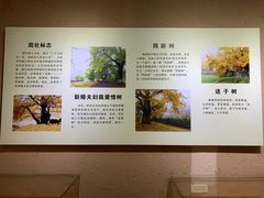 -千年银杏谷文化旅游区