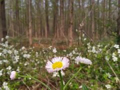 -黄海国家森林公园