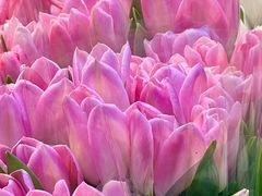 -循礼门鲜花花市(武汉循礼门店)