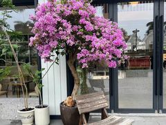 -花神·轻食简餐·咖啡馆·花卉绿植(荷兰花卉小镇店)