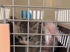 -乖乖宠物医院·猫科·骨科·24小时(云岗分院)