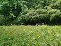 -西湖风景区-江洋畈生态公园