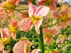 -中国天府农业博览园