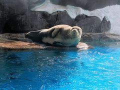 -海合安成都极地海洋公园