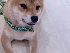 -逗柴咖啡屋·狗咖猫咖宠物桌游