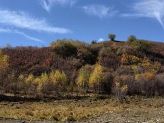 -乌兰布统景区-白桦林