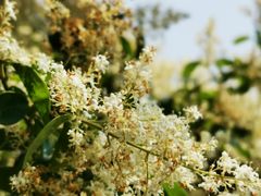 -白鹭湾湿地公园