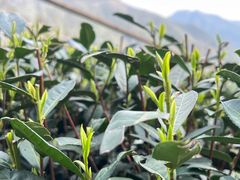 -龙坞茶村