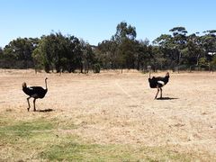 -威勒比开放式动物园