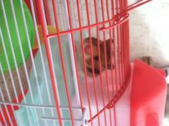 桂林市花鸟市场-桂林市花鸟市场