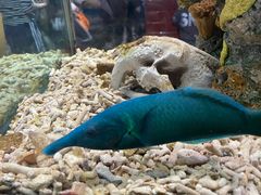 -太平洋海底世界