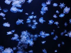 -成都浩海立方海洋公园