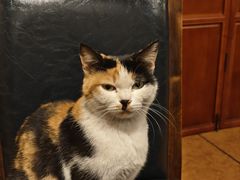 -川白楼·老成都院坝川菜馆(财富又一城店)