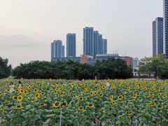 -光明小镇欢乐田园