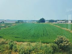 -七的湖·晚芳亭·阳澄湖农家菜·大闸蟹(莲花岛店)
