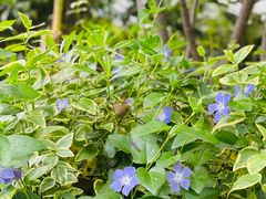 -上海市保健医疗中心