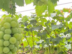 -成都美盈都市现代农业示范园