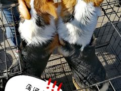 -蒲河大集