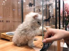 -袖虎·猫馆(体育西路店)