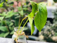 -留香花园(淮海街商业街店)