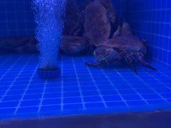 -七欣天香辣蟹火锅(无锡金太湖国际城店)