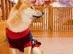 -豆柴町-柴犬主题狗咖(红鼎国际C座店)