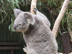 -费瑟代尔野生动物园