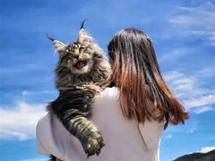 -欣宠猫屋·矮脚拿破仑·蓝金金渐层