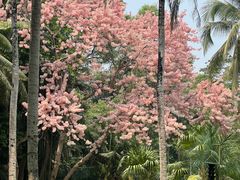 -中国科学院西双版纳热带植物园