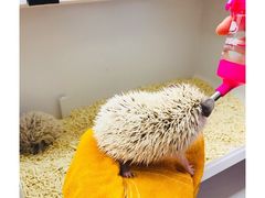 -浣熊柯尔鸭土拨鼠·电玩咖