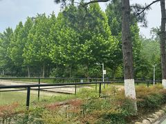 -合肥滨湖国家森林公园