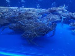 -QQ海鲜餐厅