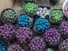 -双季花艺园艺市场(浦东店)