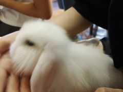 -猫猫幼稚园·撸猫·桌游·电玩
