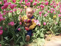 -洛阳郁金香牡丹园