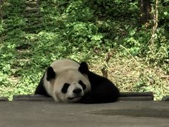 -中国大熊猫保护研究中心雅安碧峰峡基地