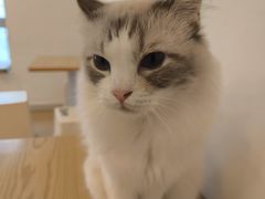 -有喵·猫咖·狗咖·40+猫狗有小奶狗(岗厦店)