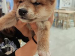 -柴犬小屋·柴餐厅·狗咖食堂(金鼎广场店)