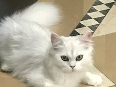 -猫大福·Fortune Cat猫舍(百子湾店)