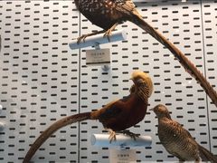 -浙江自然博物院(杭州馆)