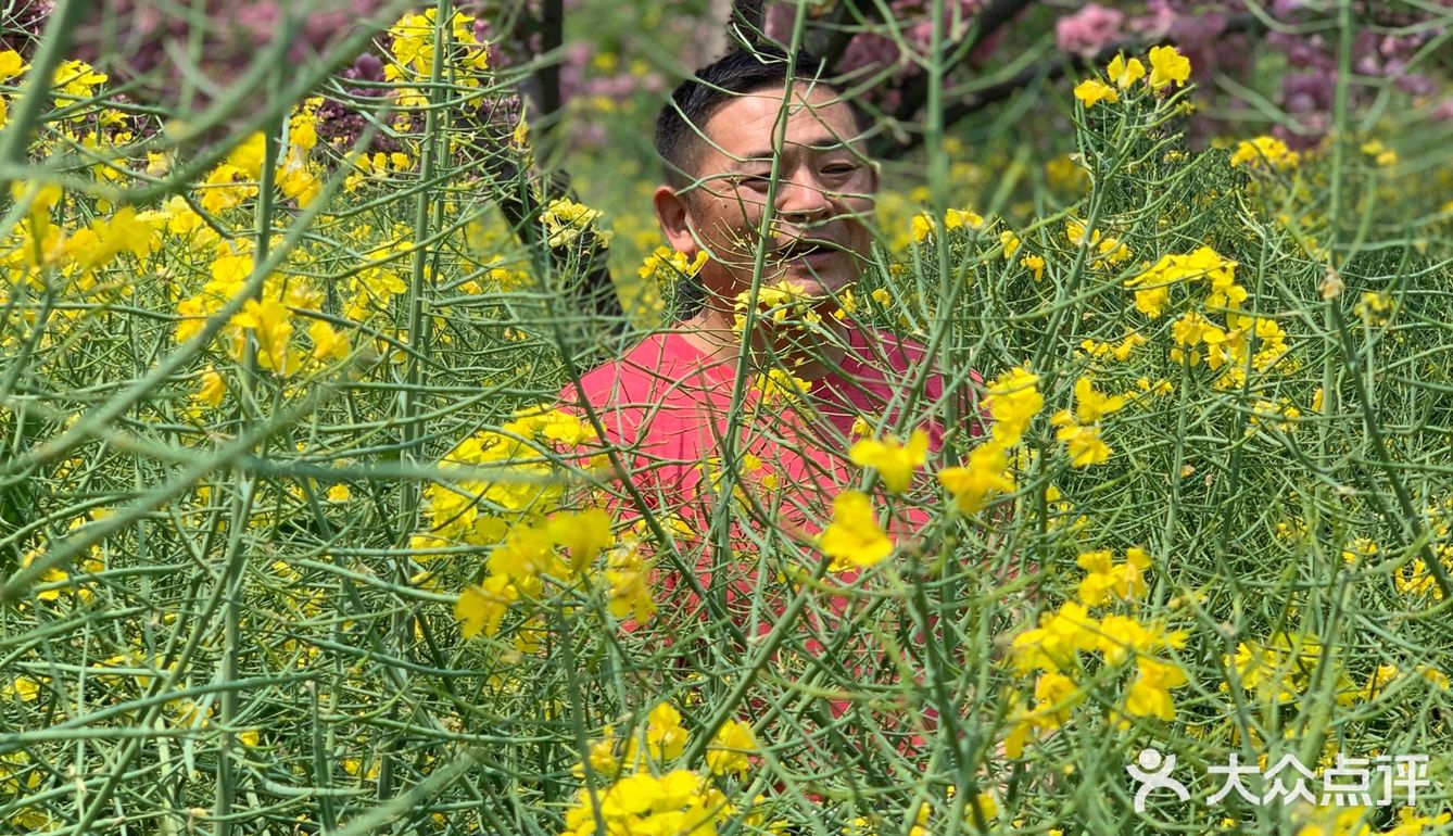 踏青绝好去处，上方山赏花可