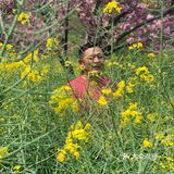 踏青绝好去处，上方山赏花可