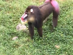 -西安秦岭野生动物园