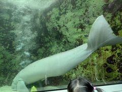 -悉尼海洋生物水族馆